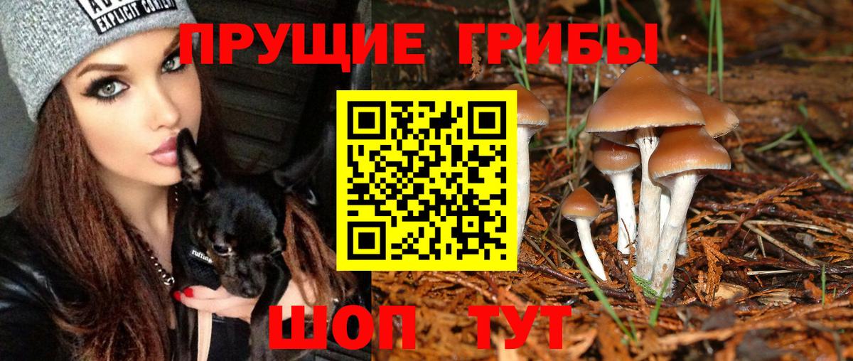 Псилоцибиновые грибы прущие грибы Сосновый Бор